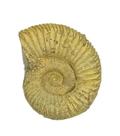 化石標本 アンモナイト 約50×45mm