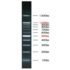 DNA ���_�[�}�[�J�[ 500��L 100�� 10�{�g 100bp-KB10