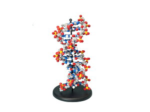 iJ  DNA͌^  ώ@Lbg  Z f