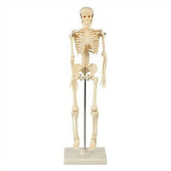代引き人気 スタンド付の人体骨格模型です 個人向けサイズ 人体骨格模型 珍しい 42cm