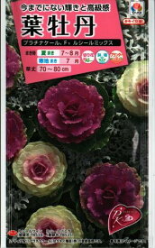 花種子 葉牡丹「プラチナケール ルシールミックス」　15粒（タキイ種苗）　【送料込み】