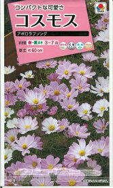 楽天市場 コスモス 種の通販
