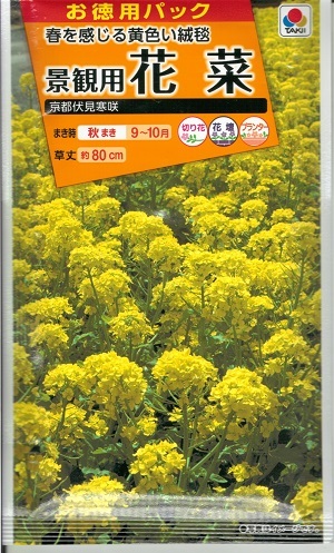 最初の 春を感じる黄色い絨毯 70％OFFアウトレット 花種子 花菜 20ml袋詰 京都伏見寒咲 景観用