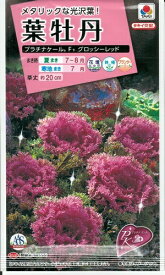 花種子　『タキイ種苗』　葉牡丹　プラチナケール　グロッシーレッド　15粒袋詰　【送料込み】