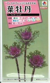 花種子　『タキイ種苗』　葉牡丹　フェザーレッド　40粒袋詰　【送料込み】