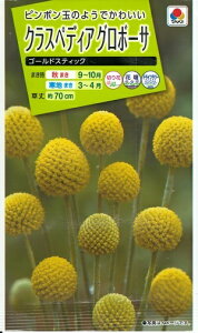 花種子 クラスペディアグロボーサ「ゴールドスティック」 0.1ml(タキイ種苗) 【送料込み】ビリーボタン ドラムスティック ドライフラワー FZZ671