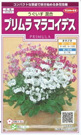花種子 プリムラ マラコイデス「うぐいす混合」　0.05ml（約150本）（サカタのタネ）　【送料込み】化粧桜／ケショウザクラ／乙女桜／西洋サクラソウ