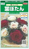 花種子 葉ぼたん「華 ミックス」 0.3ml（約30本分）（サカタのタネ）【送料込み】 葉牡丹 ハボタン 牡丹…
