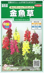 Ԏq uLfB[gbvX~bNXv@30iTJ^̃^ljy݁zLfB[gbvX~bNX 񂬂傻 LM\E