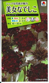 花種子 美女なでしこ「ブラックアダー」　 0.05ml（タキイ種苗）【送料込み】 撫子／ナデシコ