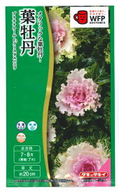 花種子 葉牡丹「プラチナケール クリスタルバニラ」　20粒（タキイ種苗）　【送料込み】