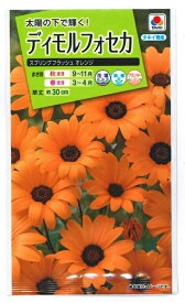 花種子 ディモルフォセカ「スプリングフラッシュオレンジ」2ml（タキイ種苗）【送料込み】 アフリカキンセンカ