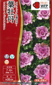 花種子 葉牡丹「プラチナケール クリスタルピンク」20粒（タキイ種苗）【送料込み】 葉ぼたん 牡丹菜 ボタンナ オランダナ