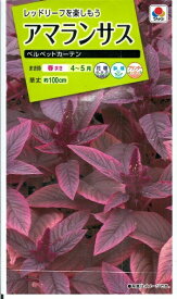 花種子 アマランサス「ベルベットカーテン」　0.1ml（タキイ種苗）　【送料込み】アマランス／紐鶏頭／ヒモゲイトウ
