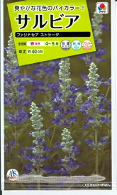 花種子 サルビア「ファリナセア ストラータ」　0.3ml（約80本分）（タキイ種苗）　【送料込み】セージ 緋衣草 ひいそう ヒイソウ FSR513
