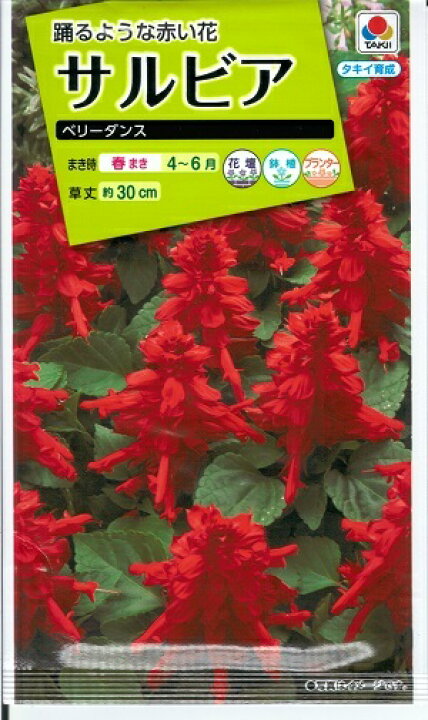 楽天市場 花種子 タキイ種苗 サルビア ベリーダンス ０ ３ｍｌ袋詰 約本分 送料込み 鈴乃園 楽天市場店
