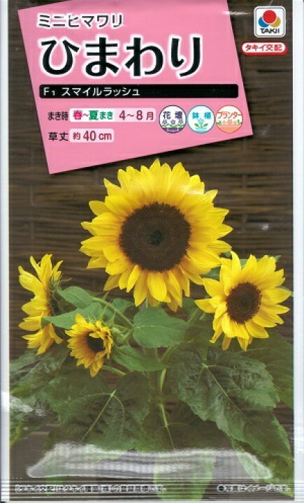 楽天市場 花種子 タキイ種苗 ミニひまわりタネ スマイルラッシュ ２ｍｌ袋詰 約10本分 送料込み 鈴乃園 楽天市場店