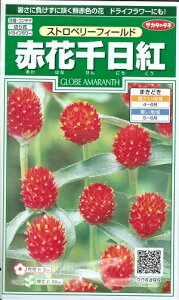 花種子 赤花千日紅「ストロベリーフィールド」0.4ml(約15本分)(サカタのタネ) 【送料込み】あかはなせんにちこう センニチコウ 千日草 センニチソウ グローブ・アマランス アマランサ