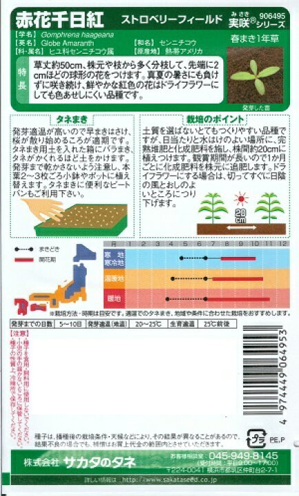 並行輸入品 種子 赤花千日紅 ストロベリーフィールド サカタのタネ 22 10 ドライフラワーでも色あせない ゆうパケット便可能 並行輸入品 種子 赤花千日紅 ストロベリーフィールド サカタのタネ 22 10 ドライフラワーでも色あせない ゆうパケット便可能