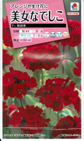 花種子 美女なでしこ「新緋車」　0.1ml（約25本分）（タキイ種苗）　【送料込み】撫子／ナデシコ