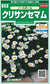 花種子　『サカタのタネ』　クリサンセマム　ノースポール　0．2ml袋詰　【送料込み】　約80本分