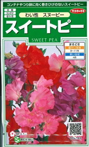 y݌ɌzԎq XC[gs[u킢 Xk[s[v@2mliTJ^̃^lj@y݁z