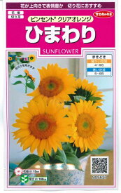 花種子 ひまわり「ビンセント クリアオレンジ」　15粒（サカタのタネ）　【送料込み】 向日葵／ヒマワリ
