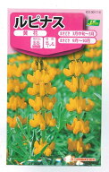 【人気品種】花種子 ルピナス「黄花ルピナス」1ml（カネコ種苗）【送料込み】 昇藤 ノボリフジ 立藤 タチ…