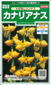 花種子　『　サカタのタネ　』　　　　　　カナリアナス　1ml袋詰　　　　　　　　【　送料込み　】