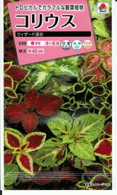 花種子　『　タキイ種苗　』　コリウス(ウィザード)　0.1m袋詰　【　送料込み　】