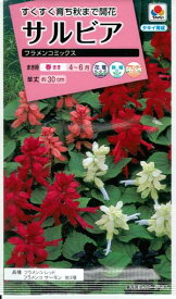 楽天市場 サルビア 花の通販