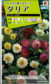 楽天市場 ポンポン ダリア 種の通販