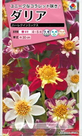花種子　『　タキイ種苗　』　ダリア(ハーレクインミックス)　40粒袋詰　【　送料込み　】