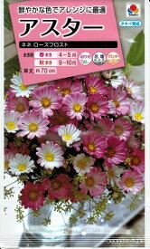 花種子 アスター「ネネ ローズフロスト」0.5ml（タキイ種苗）【送料込み】 ネネローズフロスト 蝦夷菊 エゾギク 薩摩菊 サツマギク FAS367