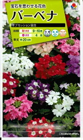 楽天市場 種 バーベナの通販