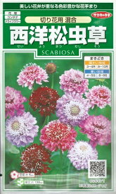 花種子　『　サカタのタネ　』　西洋松虫草(切り花用　混合)　3ml袋詰　【　送料込み　】