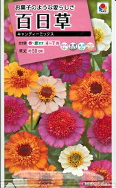 花種子 百日草「キャンディーミックス」　 30粒（タキイ種苗）　【送料込み】 ジニア／ヒャクニチソウ