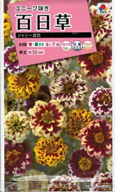花種子 百日草「ジャジー混合」　 50粒（タキイ種苗）　【送料込み】 ジニア／ヒャクニチソウ