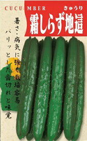 野菜種子　きゅうりたね　(渡辺採種場)　霜しらず地這　21粒詰　/　50粒詰　/　100粒詰　/　200粒詰　/　350粒詰　【送料込み】