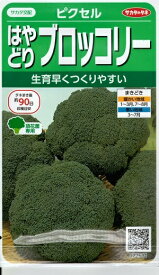 野菜種子　『サカタのタネ』　ブロッコリー種子　ピクセル　100粒詰　【送料込み】