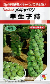 野菜種子 メキャベツ「早生子持（わせこもち）」0.9ml／1.8ml／20ml（タキイ種苗）　【送料込み】甘藍／芽キャベツ／きゃべつ