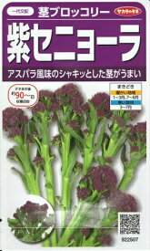 野菜種子 茎ブロッコリー「紫セニョーラ」　20粒（サカタのタネ）　【送料込み】 スティックブロッコリー スティックセニョール アントシアニン パープル