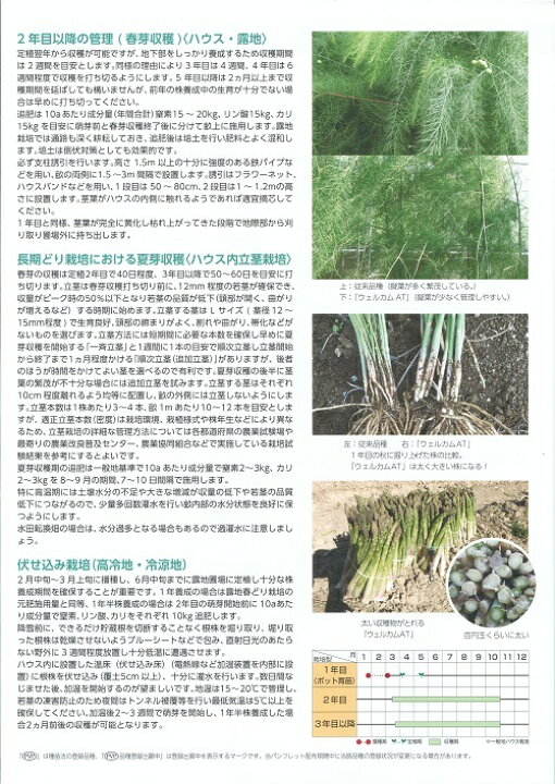 楽天市場】【人気品種】野菜種子 アスパラガス「ウェルカムAT」 100粒 