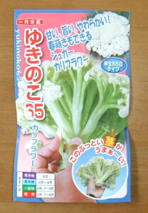 ؎q VK[Jt[u䂫̂65v@R[g40^R[g1,000iigcjy݁z LmR65 niTC 