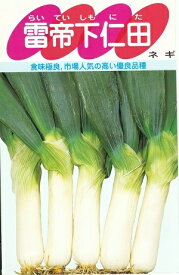 野菜種子 ネギ「雷帝下仁田葱」6ml（約900粒）／20ml／50ml／2dl（サカタのタネ）【送料込み】　らいていしもにたねぎ 下仁田ネギ 太葱 太ねぎ 長葱 長ねぎ 春まき 秋まき