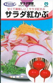 野菜種子　『丸種株式会社』　かぶタネ　サラダ紅かぶ　(CR紅てまり)　1.8ml詰／20ml詰／2dl詰　　【送料込み】