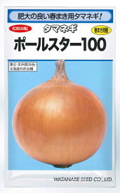 【人気品種】野菜種子 大玉タマネギ「ポールスター100」 2.4ml／10ml／20ml／1dl／ペレット200粒／ペレット500粒／ペレット1,000粒／ペレット5,000粒（渡辺採種場）【送料込み】 玉葱 玉ネギ 玉ねぎ たまねぎ 中生 貯蔵性 肥大性 多収 春まき 家庭菜園