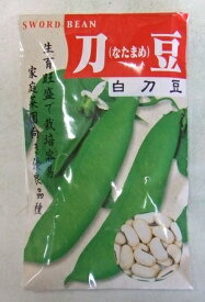 【在庫わずか】野菜種子 白ナタマメ「白刀豆」　30粒／300粒（渡辺採種場）【送料込み】刀豆 しろなたまめ シロナタマメ つるあり 家庭菜園 多収 耐暑性