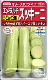 野菜種子 エメラルドズッキーニ「オリーブヤングマン」4ml（約10本分）（サカタのタネ）【送料込み】瓜 うり ウリ 省スペース 耐病性 家庭菜園
