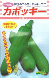 野菜種子 韓流つるありズッキーニ「カボッキー」10粒／100粒（松永種苗）【送料込み】 かぼっきー 韓国南瓜 カボチャ かぼちゃ ホバク 地這栽培 立体栽培 若穫り収獲 家庭菜園